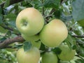 Apples on a branch Royalty Free Stock Photo