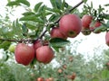 Red delicious Apples on a branch Royalty Free Stock Photo