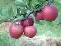 Apples on a branch Royalty Free Stock Photo