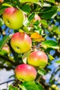 Apples on a branch