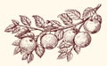 Apples on a branch in sketch style. Fresh ripe fruit, farm organic food. Sketch vintage vector illustration Royalty Free Stock Photo