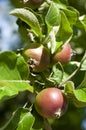 Apples branch tree, first autumn harvest, fruits, eco gardening. Healthy living. Close up