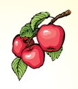 Apples on a branch. Vector drawing
