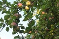 Apples on the branches of a tree. Apple orchard. Harvest apples Royalty Free Stock Photo