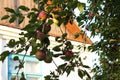 Apples on the branches of a tree. Apple orchard. Harvest apples Royalty Free Stock Photo