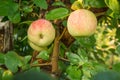 Apples on branches of the tree in the garden