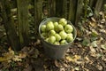 Apples in a bucket. Fruit picking in autumn. Harvest of apples in the garden