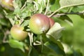 Apples bunch of tree, first harvest, fruits, eco gardening. Healthy living