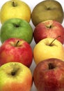 Apples, Calville, Canada, Golden, Granny Smith, Pink Lady, Royal Gala, Starling, malus domestica Royalty Free Stock Photo