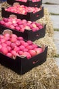 Apples in cardboard boxes at an agricultural exhibition or fair.
