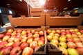 Apples in cardboard boxes at a fruit factory