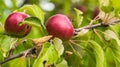 Apples closeup. Juicy, ripe, red apples hanging on a branch in the garden