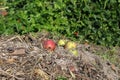 Apples on the compost heap Royalty Free Stock Photo