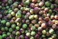 Apples in compost pit used as organic plant fertilizer Royalty Free Stock Photo