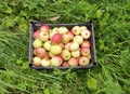 Apples in crate on grass Royalty Free Stock Photo