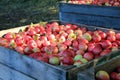 Apples in Crates Royalty Free Stock Photo