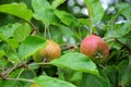 Apples of cultivar belle de boskoop Royalty Free Stock Photo