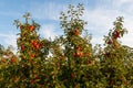 Apples on cultivated apple trees Royalty Free Stock Photo