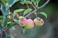 Apples with fusicladium desease in august in an orchard