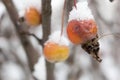 Apples on a decorative apple tree in winter Royalty Free Stock Photo