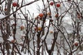 Apples on a decorative apple tree in winter Royalty Free Stock Photo