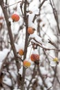 Apples on a decorative apple tree in winter  close-up, Royalty Free Stock Photo