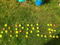 Apples of different colors lie in the form of a word. fruit laid out the word apple. apple lettering, creative lettering. apple Royalty Free Stock Photo