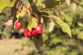 Apples are early, late summer, early autumn, harvest time. Royalty Free Stock Photo