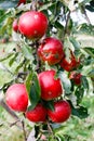 Apples in the ecological orchard