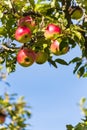 Apples in the fall on an apple tree Royalty Free Stock Photo