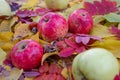 Apples in the fall Royalty Free Stock Photo
