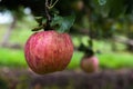 Apples at the farm