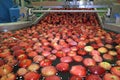 Apples floating in a sort of water conveyer in a fruit packing warehouse