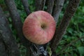 Apples.focus at apple place on tree