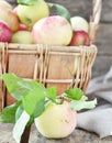 Apples Royalty Free Stock Photo