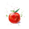 Apples fruit.Food picture.Watercolor