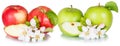 Apples fruits red green apple fruit collection with leaves and blossoms in a row isolated on a white background Royalty Free Stock Photo