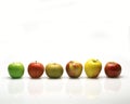 Apples : Granny Smith, Calville, Pink Lady, Granada, Golden, and Royal Gala Royalty Free Stock Photo