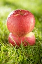 Apples on the grass Royalty Free Stock Photo