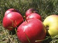 Apples grass Royalty Free Stock Photo