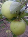 Apples green apple tree garden Royalty Free Stock Photo