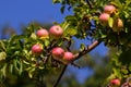 Apples green with pink sides are hanging ripe on a tree branch among the leaves