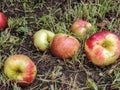 Apples on the ground in the grass