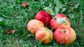 Apples on the ground with grass