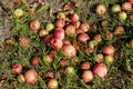 Apples on the ground under the apple tree in autumn Royalty Free Stock Photo