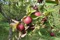 ecologically grown red apples Royalty Free Stock Photo
