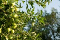 Apples grow on a tree. branch with apples