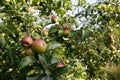 Apples growing on apple trees Royalty Free Stock Photo