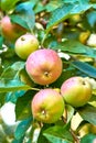 Apples growing on a tree branch in a sustainable orchard on a sunny day outside. Bunch of ripe sweet fruit cultivated