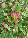 Apples growing on the tree ready ready for harvest Royalty Free Stock Photo